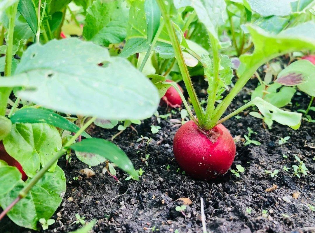 小方方96做的糖渍樱桃萝卜