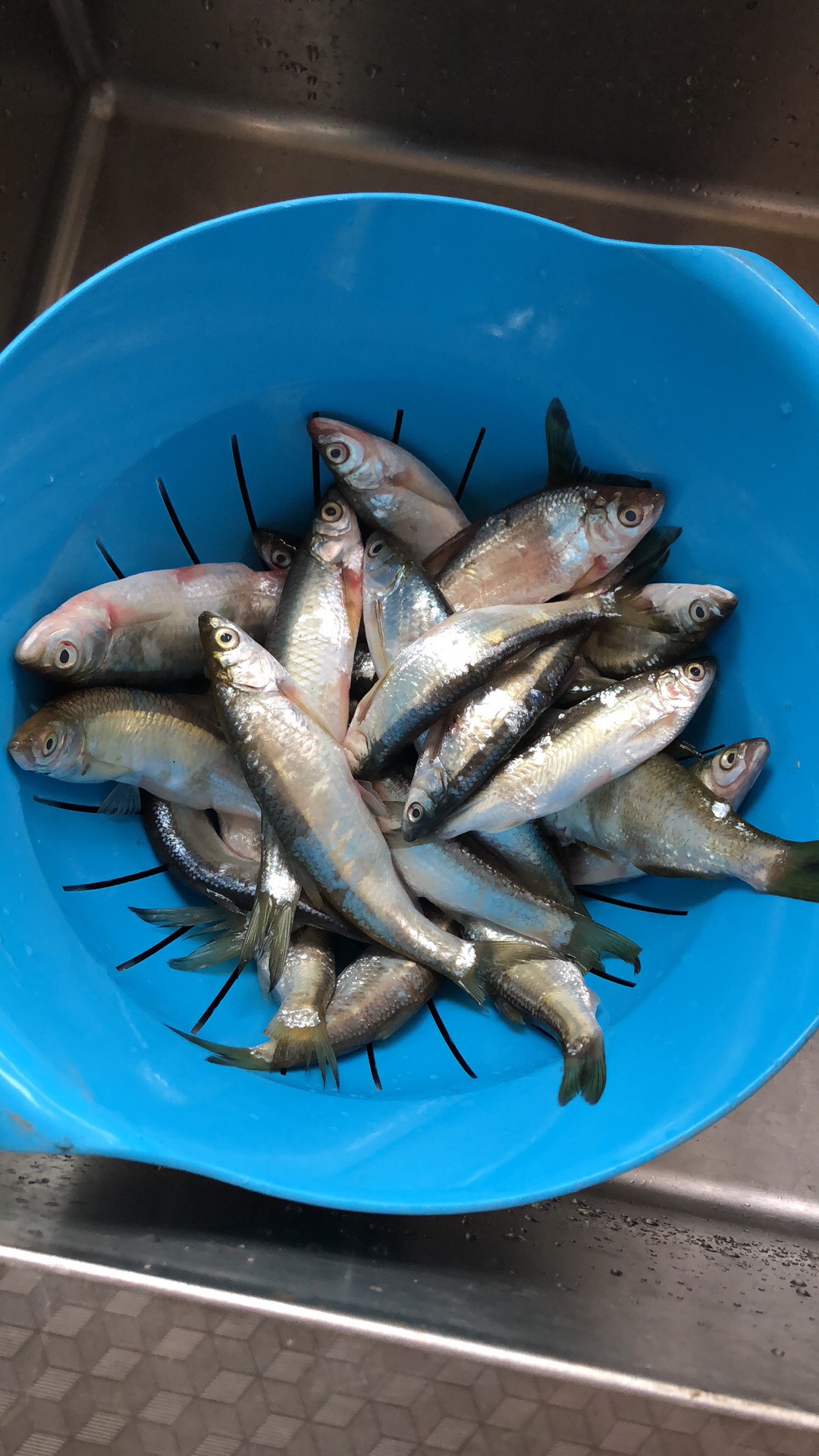 红烧小猫鱼淡水杂鱼的做法 步骤2