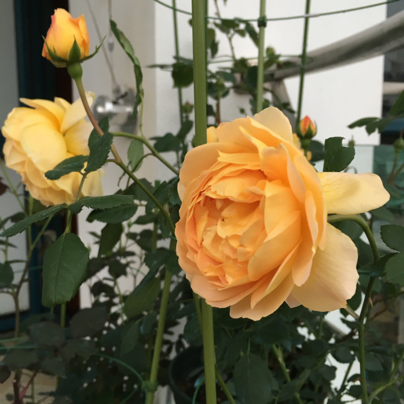搬一座花园回家