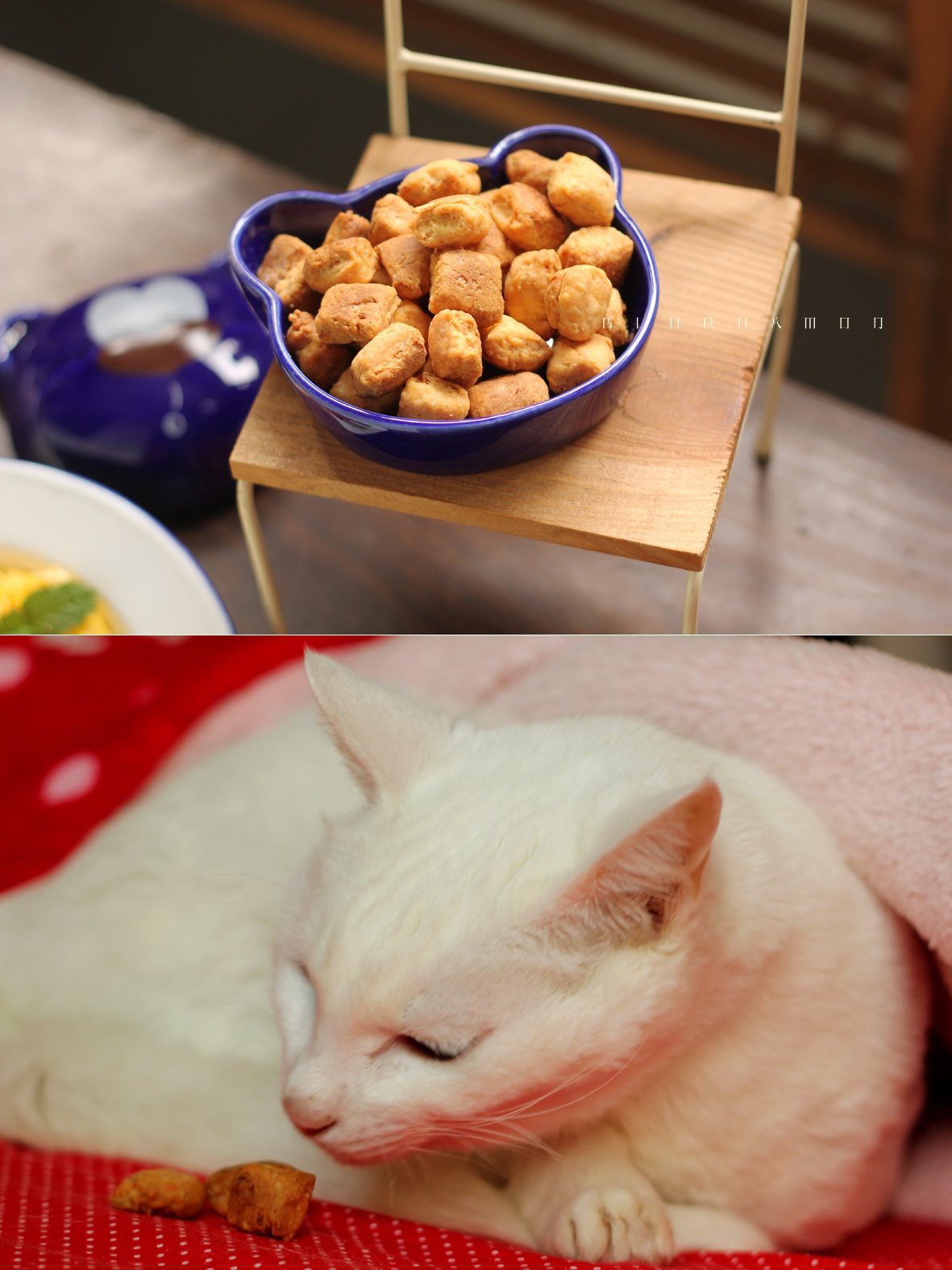 我们都爱毛孩子