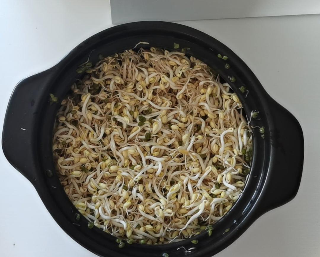 生绿豆芽