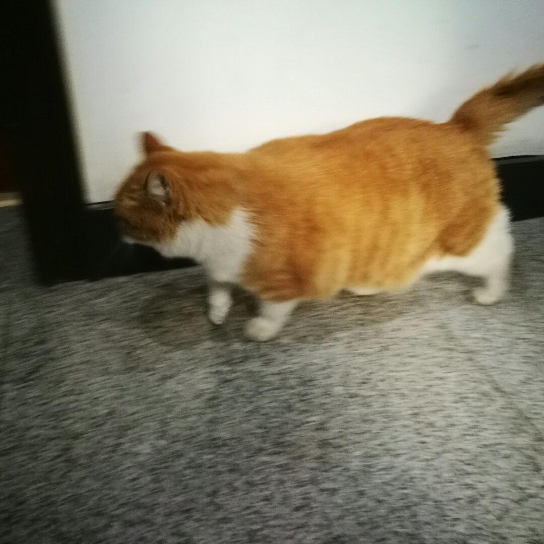 大口吃肉的kiwi啊