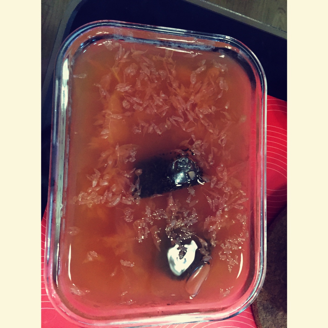 一颗柚子茶/霸王葡萄柚