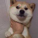 吖吖不乖
