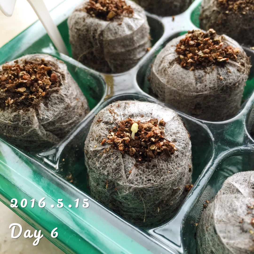 厨房种香草（tips大汇总…缓慢更新）