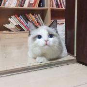 小小鹿不吃草