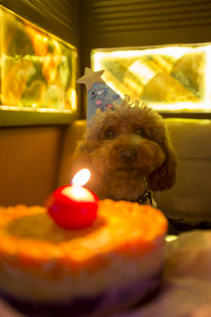 完全无添加的狗狗（宠物）生日蛋糕的做法 步骤3