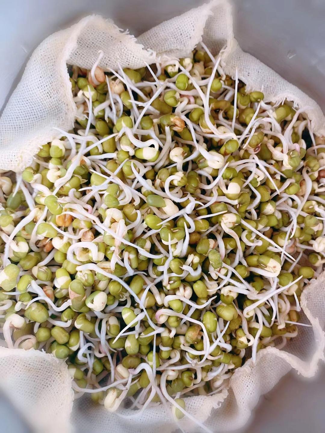 懒人版5天发绿豆芽的做法 步骤2