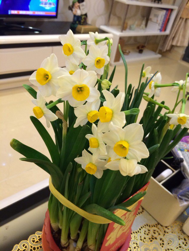 厨房、餐桌、阳台上的鲜花