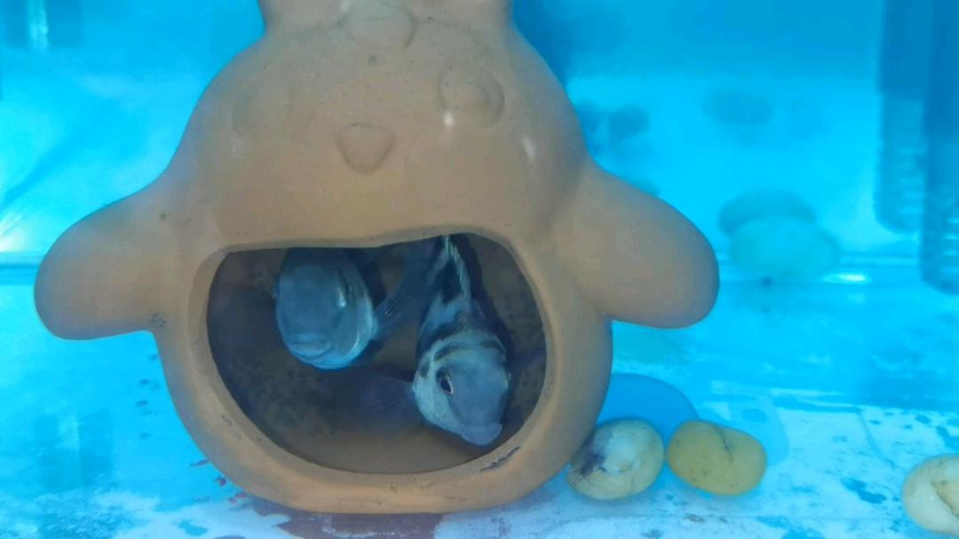 下午茶•2025年12月16日