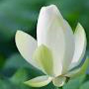 Auphlia