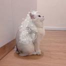 不爱吃桃的桃子ya