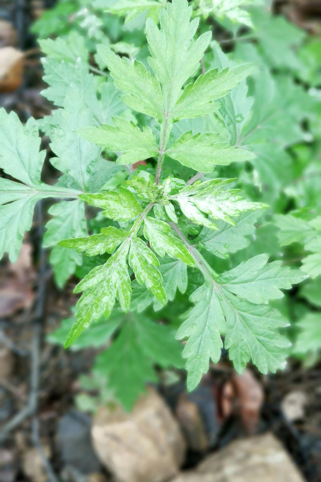 日#晚餐612017年12月15日##六大功能一机掌握#嫩油油的蒿草android