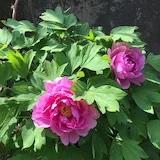 家有小水