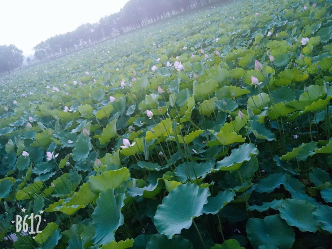 肉末圆白菜（甘蓝菜）炒粉丝【妞的食记】