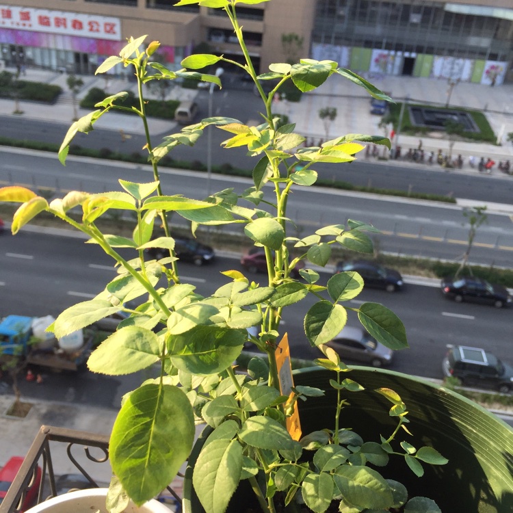 我的月季
