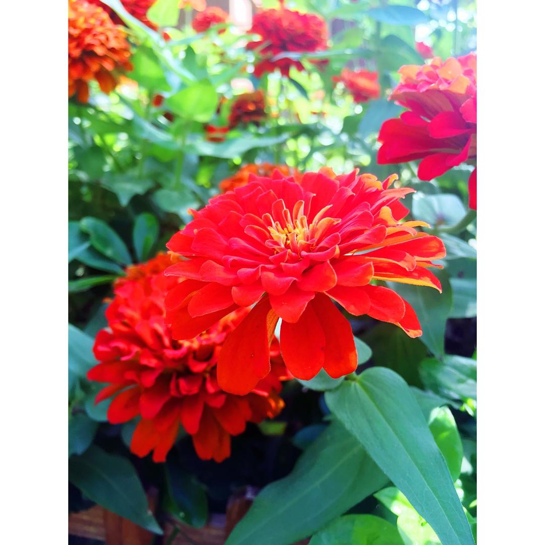 点滴生活，芬芳依然⁎˚♫