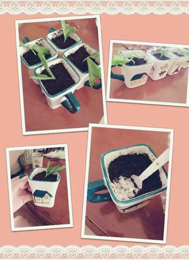 酸奶盆栽/继续延续小清新风/治愈系甜品