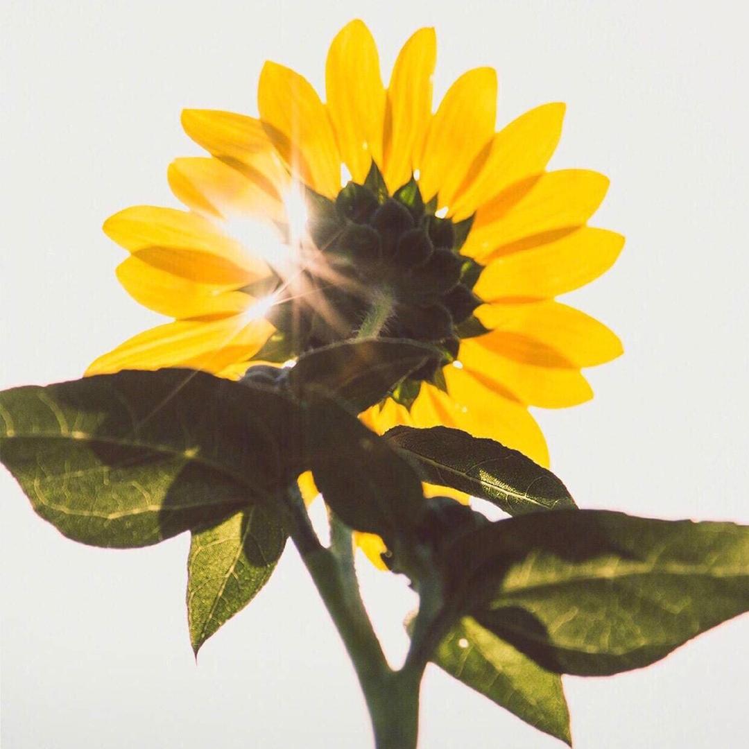 手机用户7908_p8ch