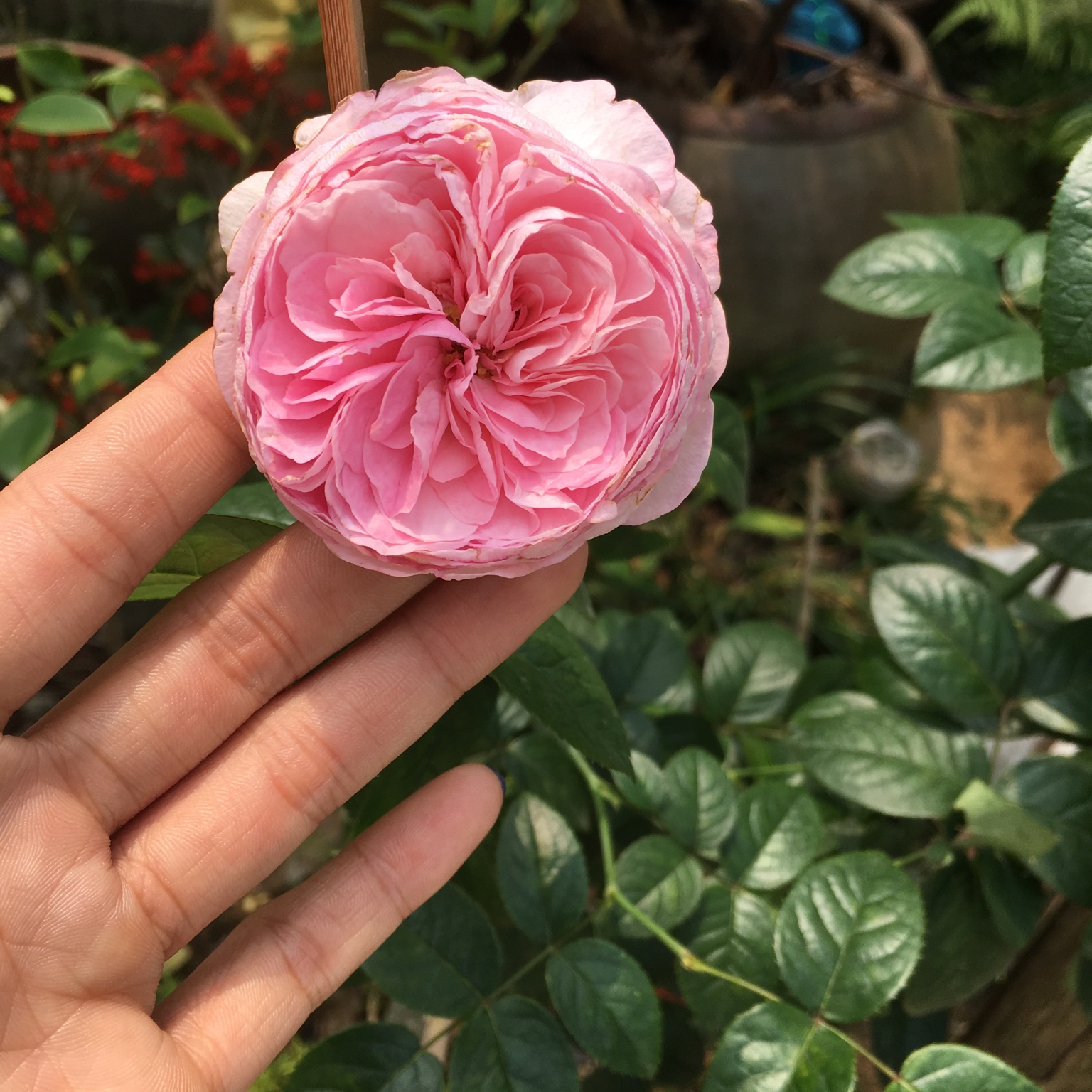 手机用户0072_gyp8