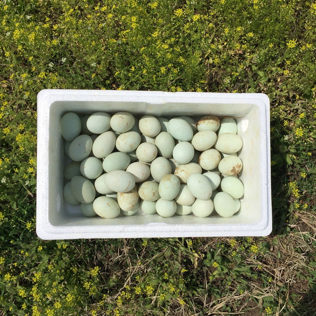 自制流油的咸鸭蛋