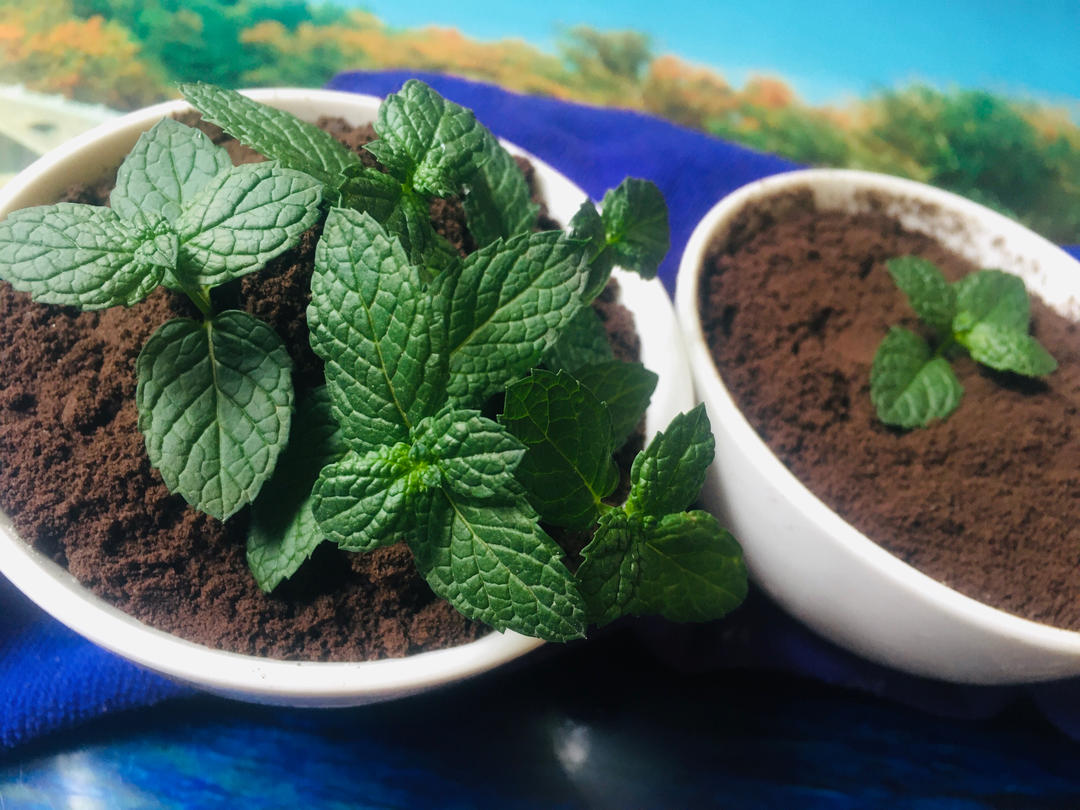 奥利奥木糠杯（详细）