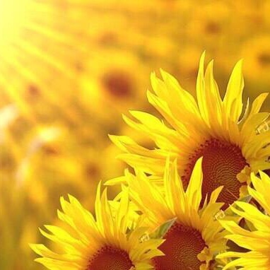 手机用户7638_f1y9