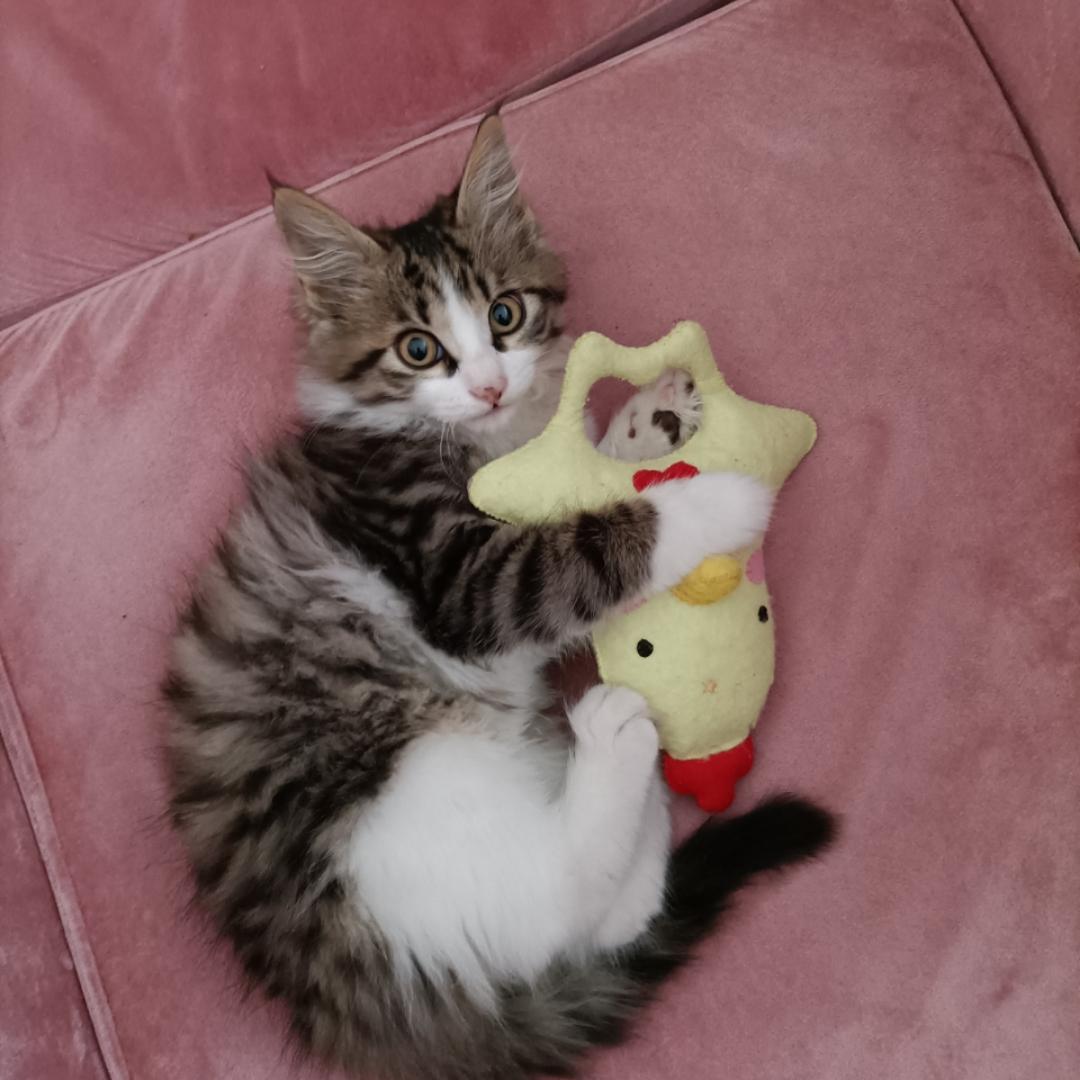 黑暗料理大师233