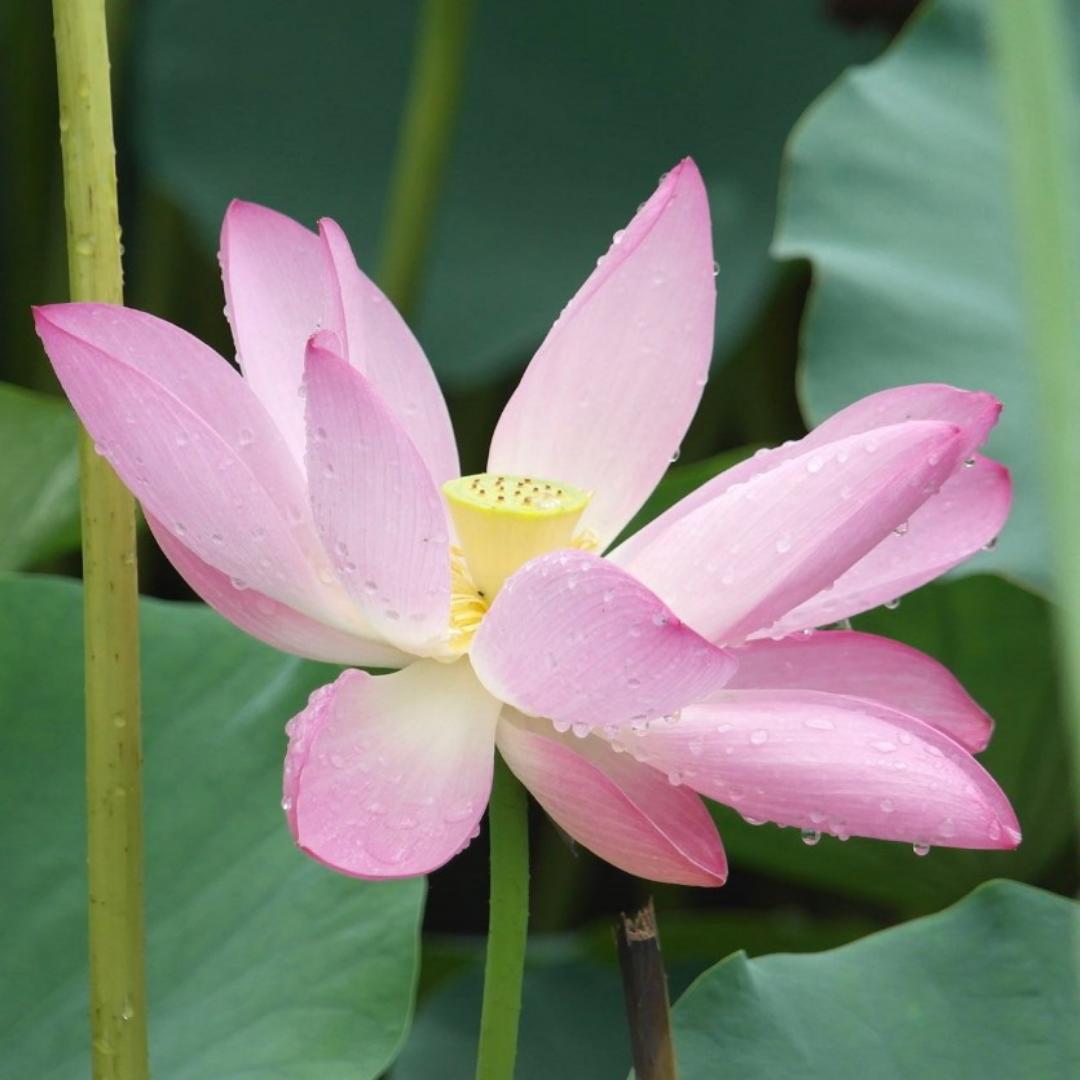 甲水欣欣