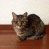 可爱的小猫_m834