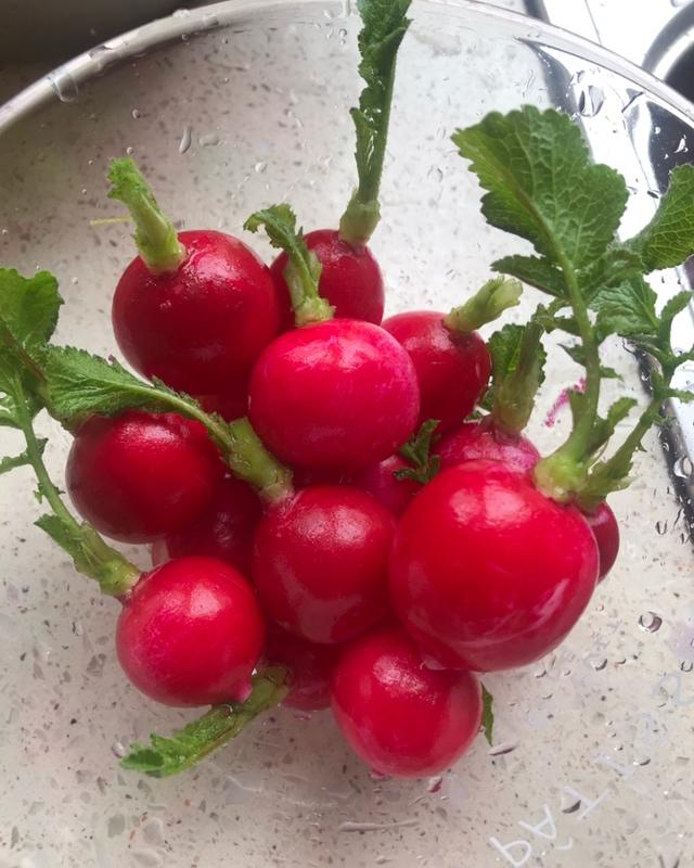 手机用户2328_x5un做的一日渍 - 樱桃萝卜