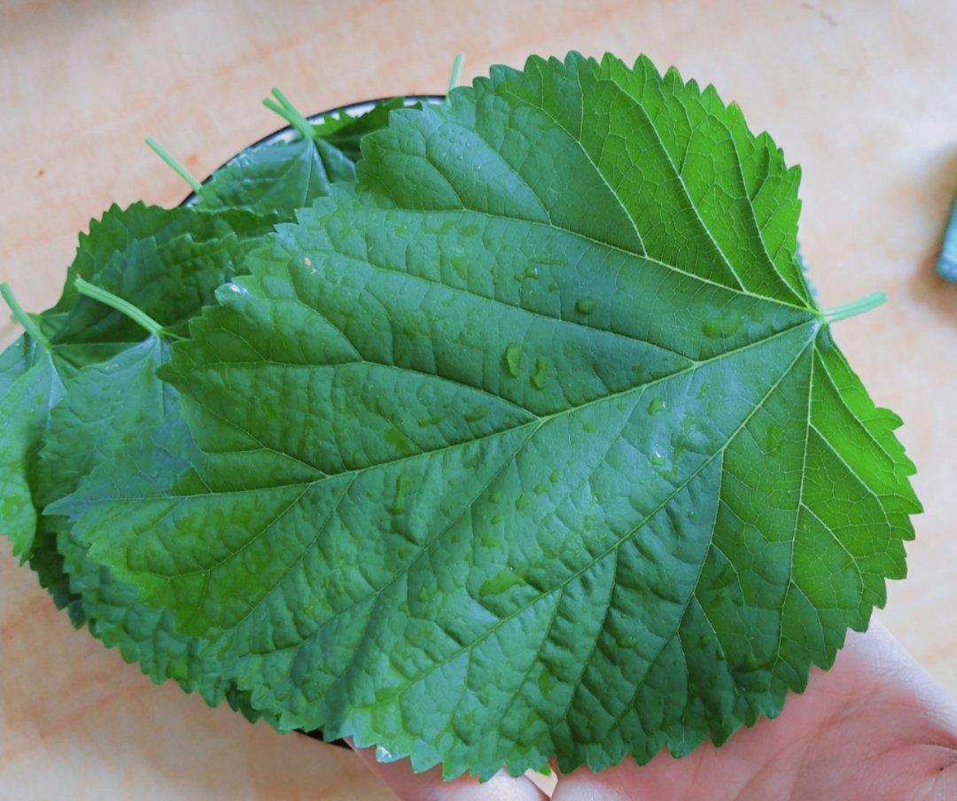 桑叶饺子---伱吃过吗？