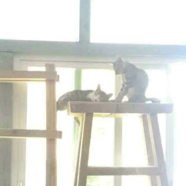吟 息 ╮