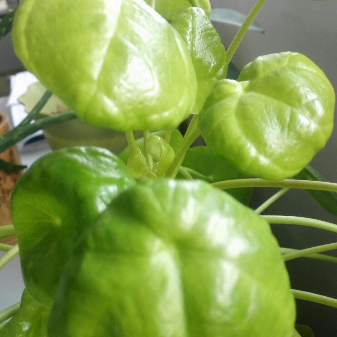 手机用户小金猪猪