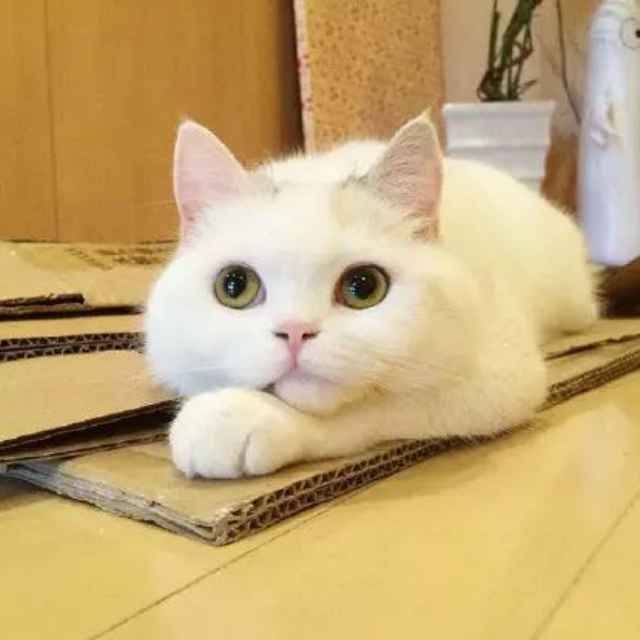 迪玛希的小公举i