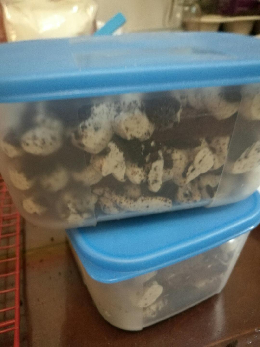 好吃到流泪的奥利奥咸奶油盒子蛋糕