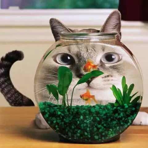 薄荷小咖