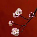 蓝芷梅
