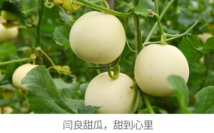 阎良甜瓜：酸奶甜瓜汁 & 酸奶甜瓜捞的做法