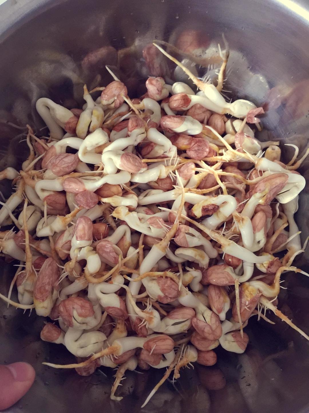 花生芽 及 花生芽小炒肉（详细做法）