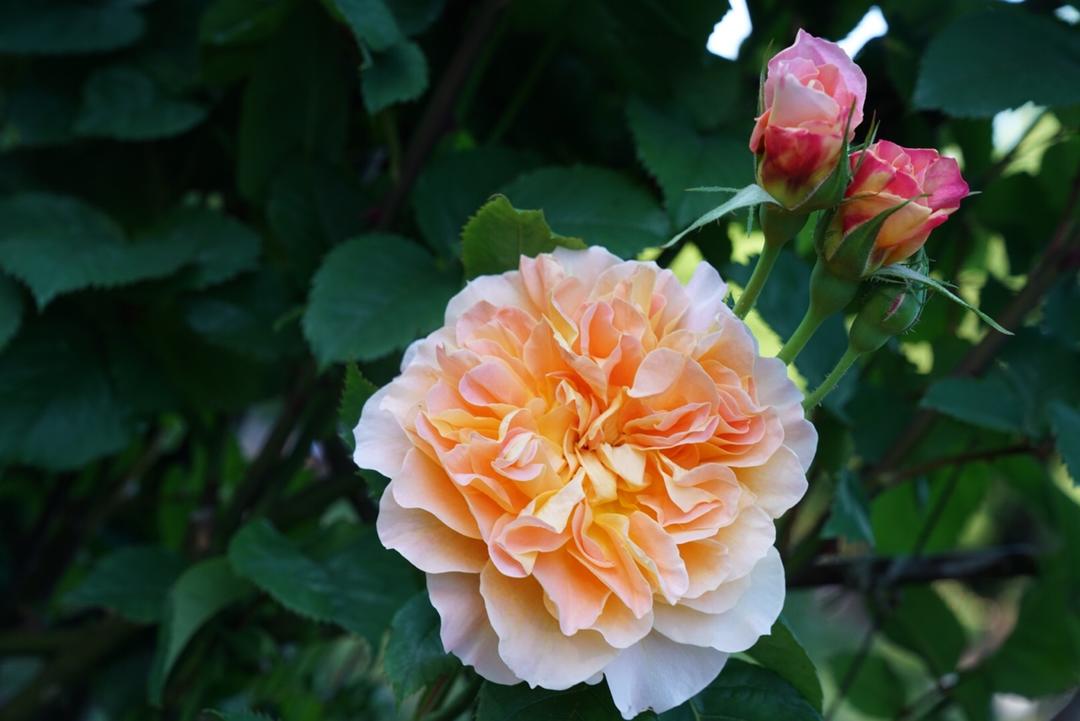 花花世界
