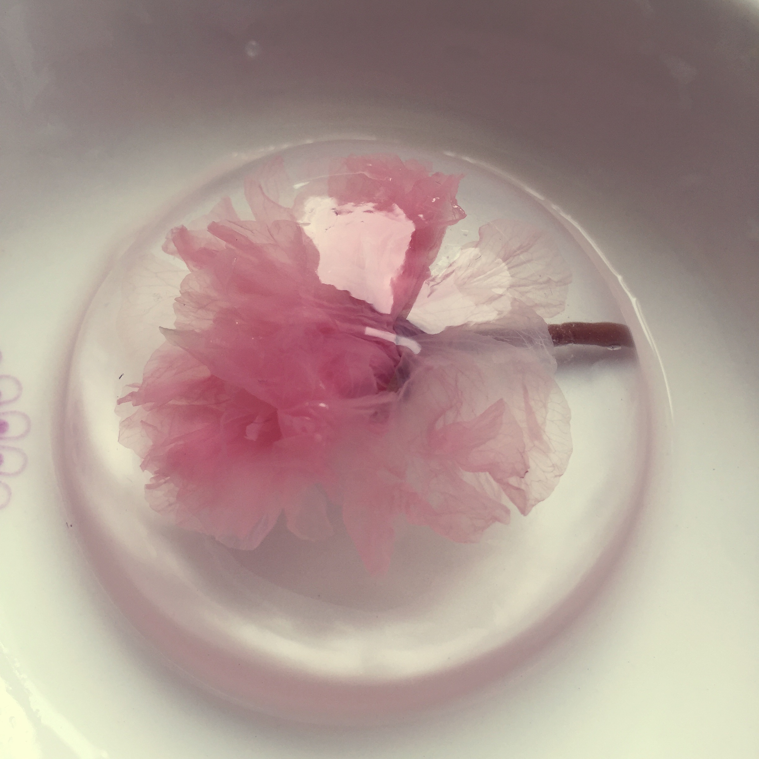 樱花水信玄饼的做法 步骤1
