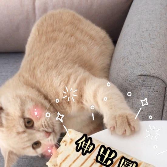 橘猫de日常