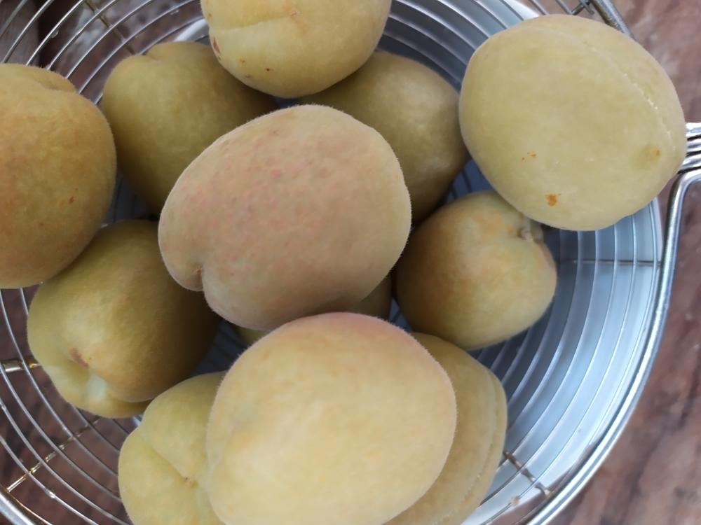 糖渍青杏,糖腌青杏的做法 步骤14