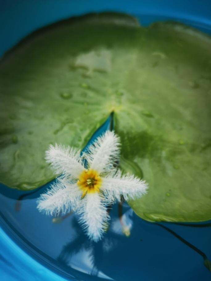 居家隔离减肥餐的做法