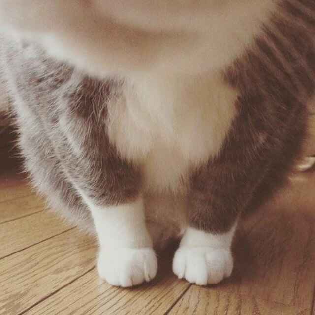 SRQZM