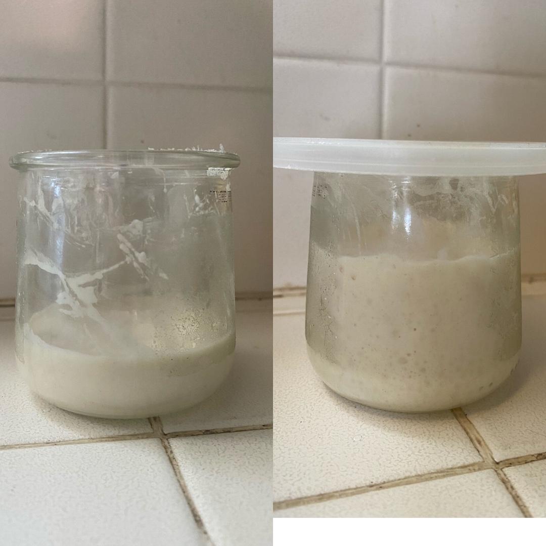 Sourdough Starter天然酵母鲁邦种酵头超详细教程