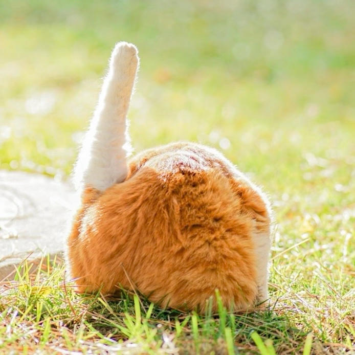 一只猫腿子