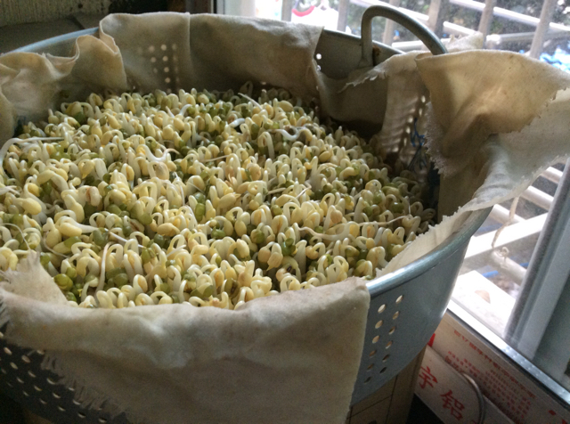 自制黄豆芽