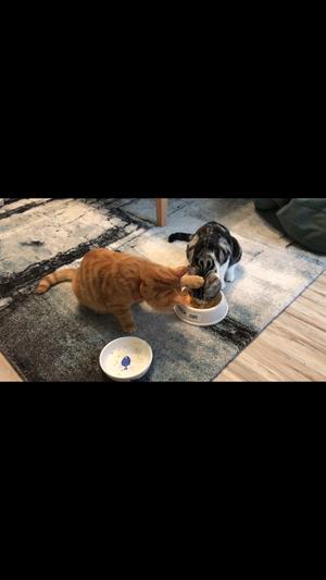猫饭—营养鸡肉泥的做法 步骤3